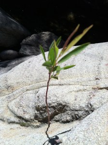 Thriving is Possible!